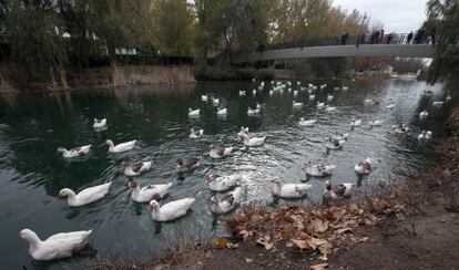 Patos en el río Tajo a su paso por Aranjuez, el sábado.