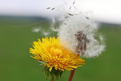 El diente de león es una de las flores pratenses y ruderales más generosas en febrero, cuando está repleta de néctar. 