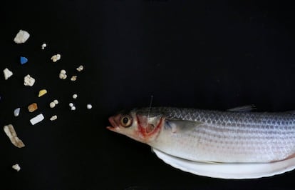 Segundo a ONU, até 2050, pode haver mais plásticos que peixes nos oceanos, caso a humanidade não reveja a forma como consome o material. Na imagem, um peixe se aproxima de vários micro plásticos em uma imagem divulgada durante uma entrevista coletiva promovida pelo Greenpeace, em Hong Kong, em 23 de abril.