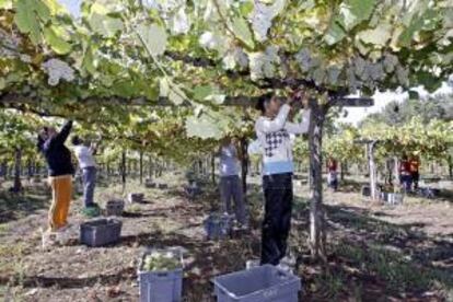 Varias personas trabajan en la vendimia de la denominación de origen Rías Baixas. EFE/Archivo