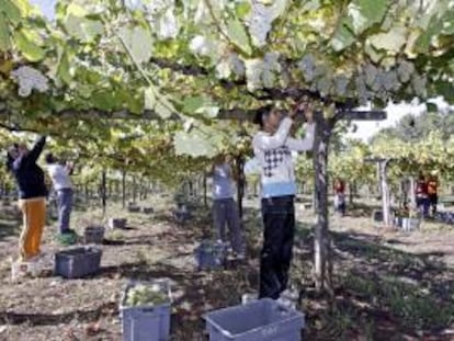 Varias personas trabajan en la vendimia de la denominación de origen Rías Baixas. EFE/Archivo