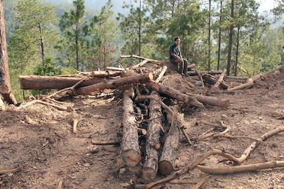 Los tolupanes llevan años denunciando la tala indiscriminada de sus bosques de pino.