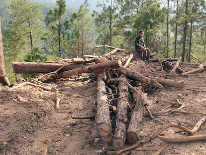 Los tolupanes llevan años denunciando la tala indiscriminada de sus bosques de pino.