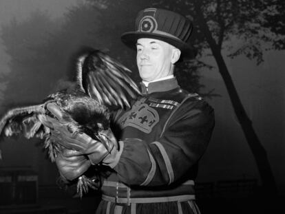 Un guardián de la Torre de Londres, en 1955 con uno de los cuervos que supuestamente protegen la Corona y que viven en el castillo desde que lo ordenara Carlos II.