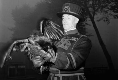 Un guardián de la Torre de Londres, en 1955 con uno de los cuervos que supuestamente protegen la Corona y que viven en el castillo desde que lo ordenara Carlos II.