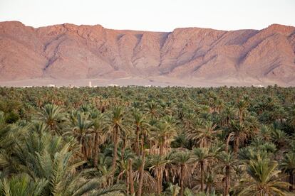 Repletos de palmeras y provistos de una ingeniosa red de pozos comunitarios y ‘khettaras’ (canales de irrigación), los palmerales de Figuig (en la foto), el valle del Ziz, Tinejdad, Tinerhir y Shkura son el alma histórica del sur de Marruecos. Siguen desempeñando un papel fundamental en la vida de los oasis que producen cosechas de cebada, tomates, menta, pomelos, albaricoques, higos y almendras. Merece la pena parar en Figuig (aunque pocos llegan hasta aquí) porque se trata de uno de los mejores pueblos de oasis de Marruecos: un grupo de siete localidades tradicionales del desierto que antaño fueron una importante parada para los peregrinos que viajaban a La Meca.