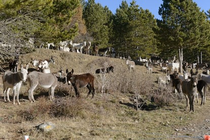 Manada de burros utilizada por el Gobierno de Aragón hasta 2013 para la limpieza de bosques, en los alrededores de la localidad oscense de Sabiñánigo.