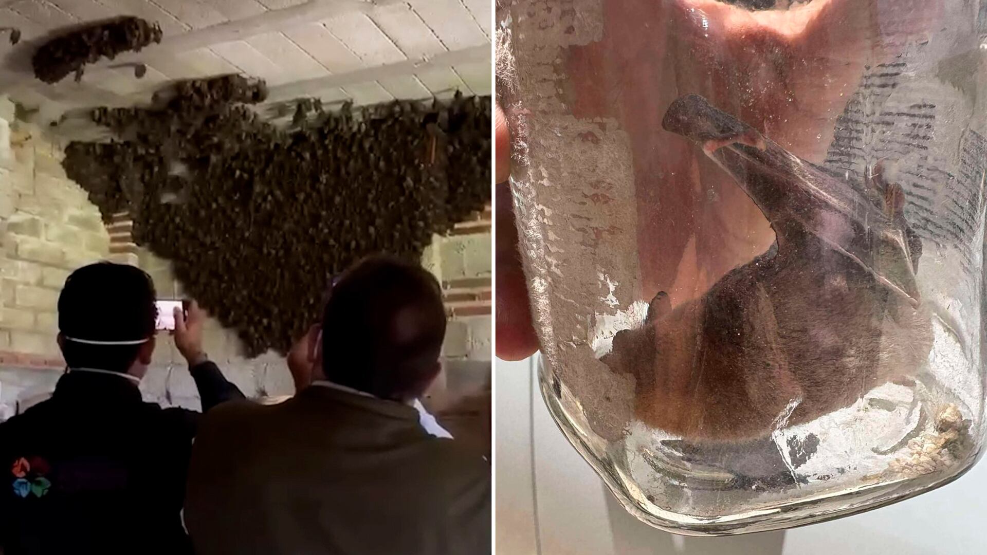 Una baticueva en Tlaxcala: la historia de la familia que albergó a más de mil murciélagos en su casa