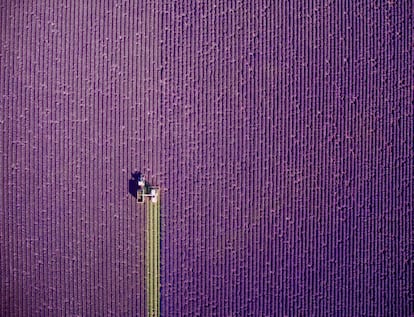 <a href="https://www.instagram.com/jcourtial/?hl=es">Jerome Courtial</a>, um francês de 39 anos radicado em Londres, viajou a Valensole com a esperança de capturar uma imagem que não fosse a tradicional, “com o entardecer ao fundo”, declarou ao Dronestagram. Esperou pacientemente o momento em que o trator começou a criar um padrão sobre a terra. Esta imagem deu a ele o primeiro prêmio na categoria Natureza.