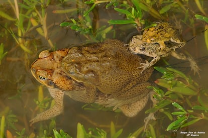 Una pareja de una especie de sapos de la caña junto a una pareja de sapos conchos (pequeños), dentro de una charca de reproducción.