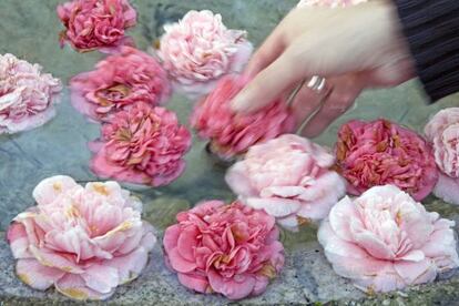 Camelias flotando en la fuente del Parador de Pontevedra.