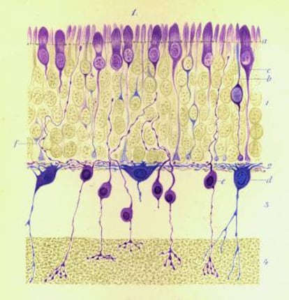 Dibujo realizado por Aleksander Dogiel (1852-1922). Células nerviosas de la retina del hombre (Arch Mikrosk Anat 38: 317–344, 1891). Tomada de El Jardín de la Neurología: Sobre lo bello, el arte y el cerebro (BOE y CSIC, Madrid, 2014).