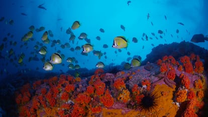 Viaje al fondo de los océanos en Malpelo, Colombia