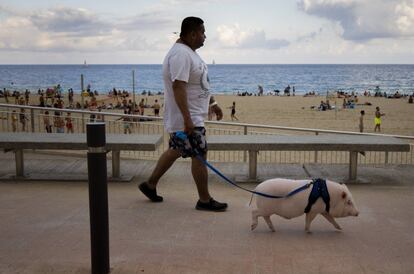 Mauricio, de Colombia, camina con su mascota, un cerdo de un año llamado Eddy, en Barcelona (España), el 15 de agosto de 2019.