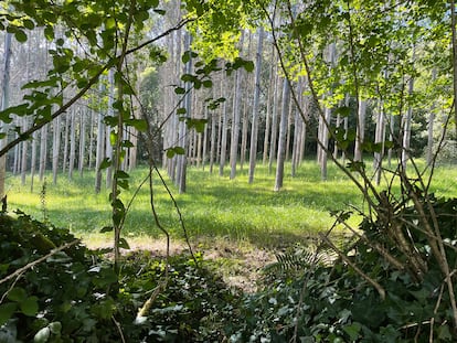 Pradera bajo el suelo regenerado de la plantación de eucaliptos de A Laracha (A Coruña).