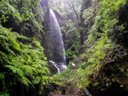 Una cascada en el bosque de Los Tilos, en la isla de La Palma.