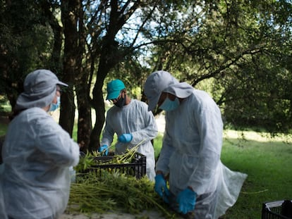 Tres personas cosechan cannabis en una granja en Canelones (Uruguay), en una imagen de archivo.