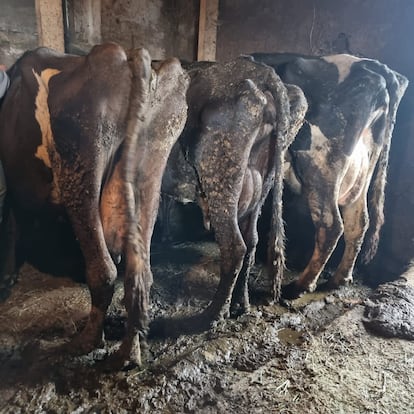 Estado de las vacas decomisadas cuando fueron encontradas en la cuadra de Sarn (Cantabria).