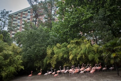 La ordenanza aprobada por el Ayuntamiento de Barcelona marca que aquellos animales que no estén en peligro de extinción dejarán de reproducirse en el zoo. En la imagen, un grupo de flamencos en su habitáculo del zoo de Barcelona.