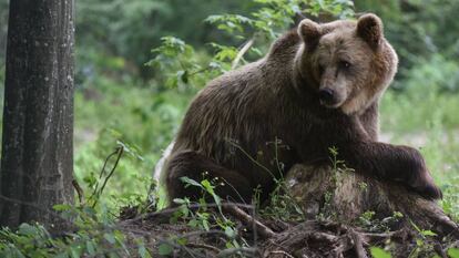 Un oso pardo descansa en un bosque del santuario de osos Domazhyr, cerca de Lviv (Ucrania), el pasado día 11.