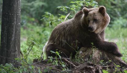 Un oso pardo descansa en un bosque del santuario de osos Domazhyr, cerca de Lviv (Ucrania), el pasado día 11.
