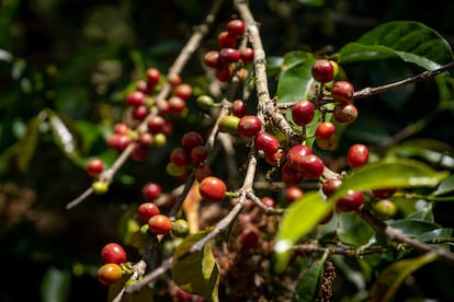 Mata de café en la Finca La Bio Fábrica.