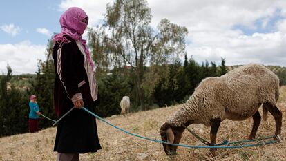 Después del trabajo de jornaleras Rajeh y Hakima llevan a sus ovejas a pastar.