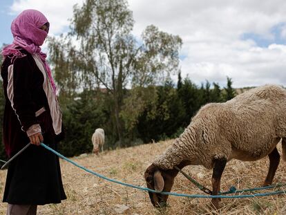 Después del trabajo de jornaleras Rajeh y Hakima llevan a sus ovejas a pastar.