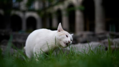 Coco mordisquea el pasto de un patio del Palacio Nacional, en Ciudad de México, en marzo de 2024.