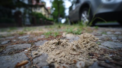 La especie 'cerceris arenaria', comumente llamada la avispa de los gorgojos, en las calles de Berlín, en Alemania.