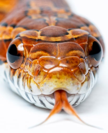 Serpiente del maíz ('Elaphe guttata').