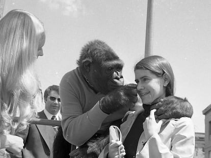 Koko the gorilla with her trainer, Penny Patterson, May 1977.