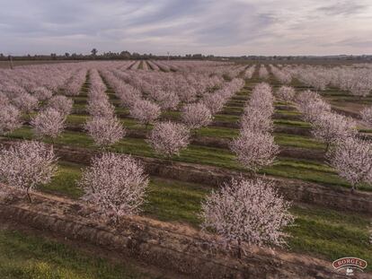 Plantación de almendros de Borges, firma que gestiona 2.518 hectáreas de cultivos propios en España, Portugal y Estados Unidos. 
