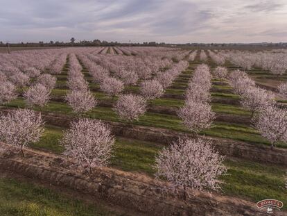 Plantación de almendros de Borges, firma que gestiona 2.518 hectáreas de cultivos propios en España, Portugal y Estados Unidos.