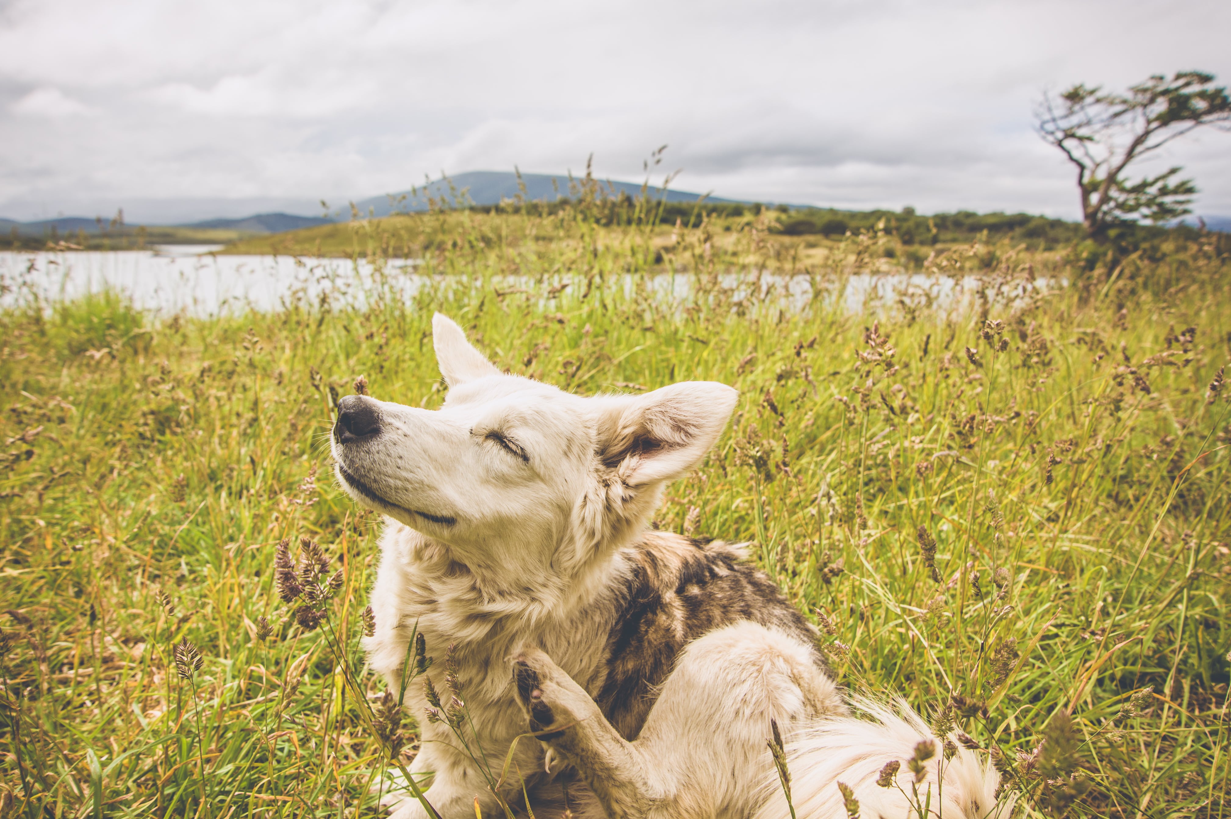 ¿Por qué ha saltado una alerta por garrapatas este verano y cómo puedo proteger a mi perro?