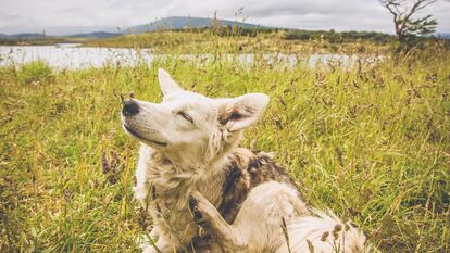 Un perro rascándose durante un paseo por el campo.