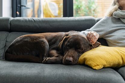 Un perro en una foto de agencia.