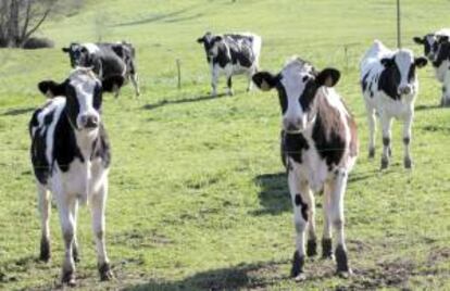 Unas vacas pastan en la localidad coruñesa de Arzúa. EFE/Archivo