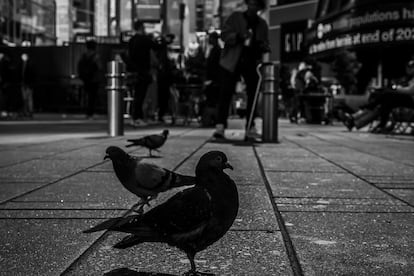 Las palomas se han convertido en residentes permanentes de las calles en Manhattan. 