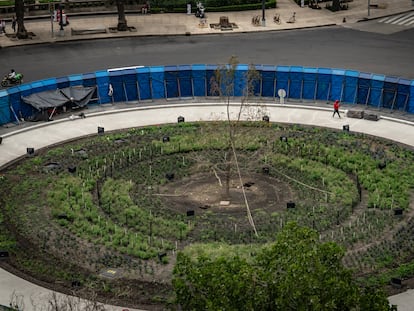 El árbol ahuehuete, en la avenida Paseo de la Reforma, el 25 de agosto.