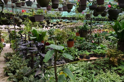 Cada planta necesita unos cuidados específicos, al igual que tendrá unos problemas concretos que otras especies no tendrán.