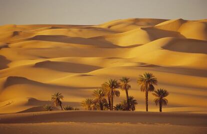 Oasis en el desierto del S&aacute;hara.  