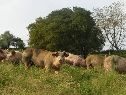 Los cerdos de Txerrizaleok no son ibéricos, pero se crían en monte abierto