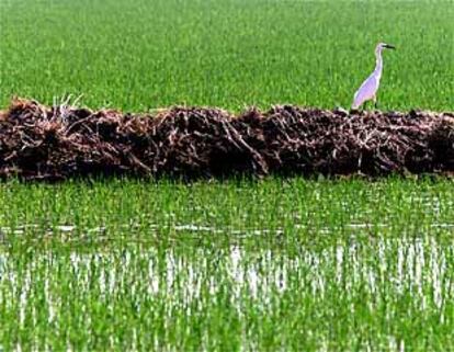 Plantación de arroz en Sevilla.