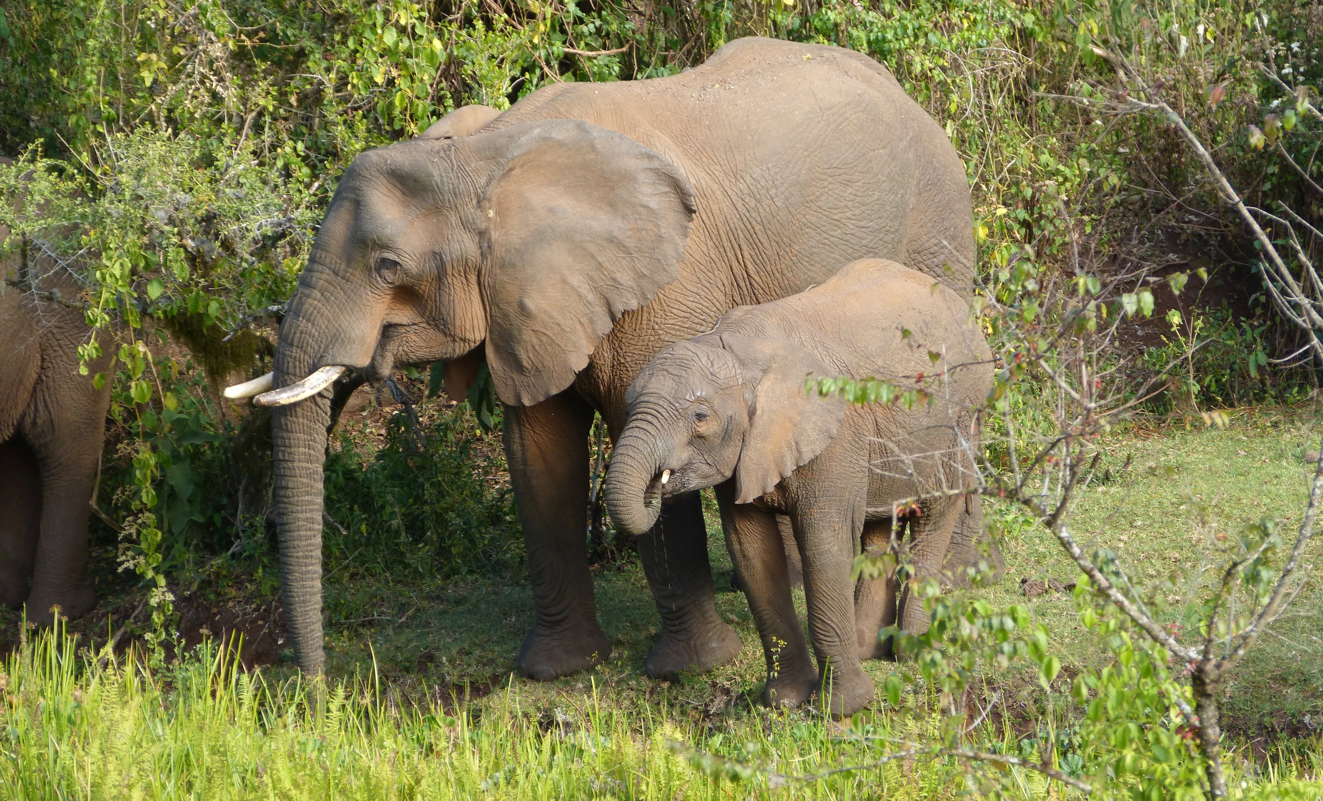 Éléphants automatiser avec les plantes médicinales que les humains utilisent également
