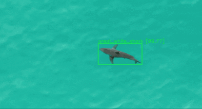 Un tiburón cazado por un drone.