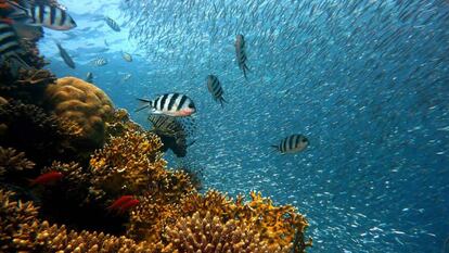 Bandadas de peces en un arrecife de coral.