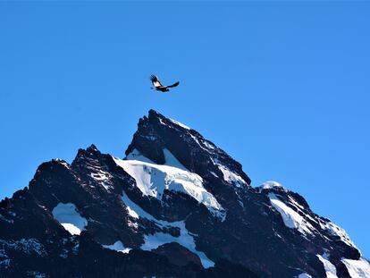 Un cóndor vuela frente a un pico de los Andes ecuatorianos.