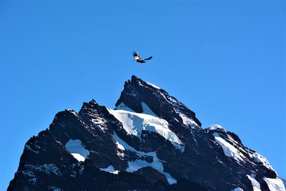 Un cóndor vuela frente a un pico de los Andes ecuatorianos