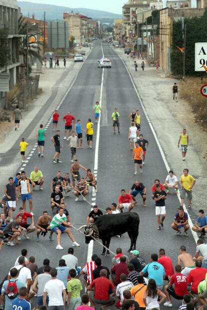 El <i>bou capllaçat,</i> ayer, en plena carretera N-340.